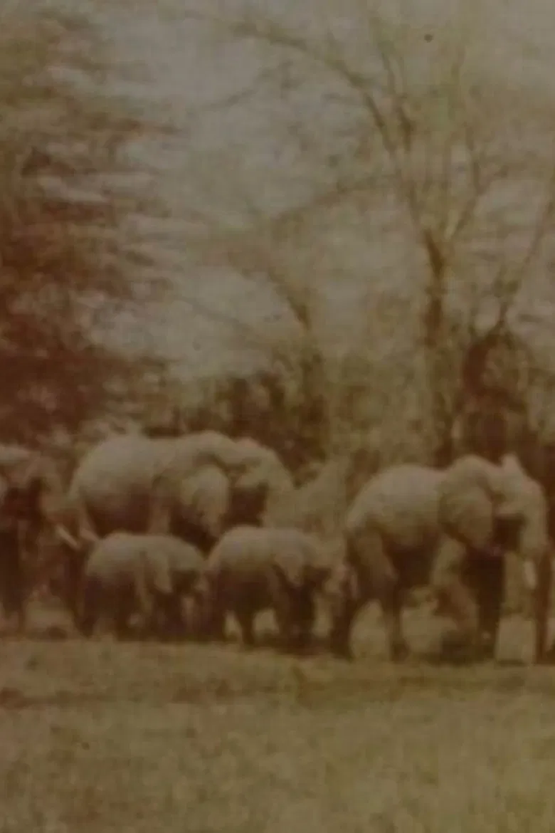 Elephants' Test poster background