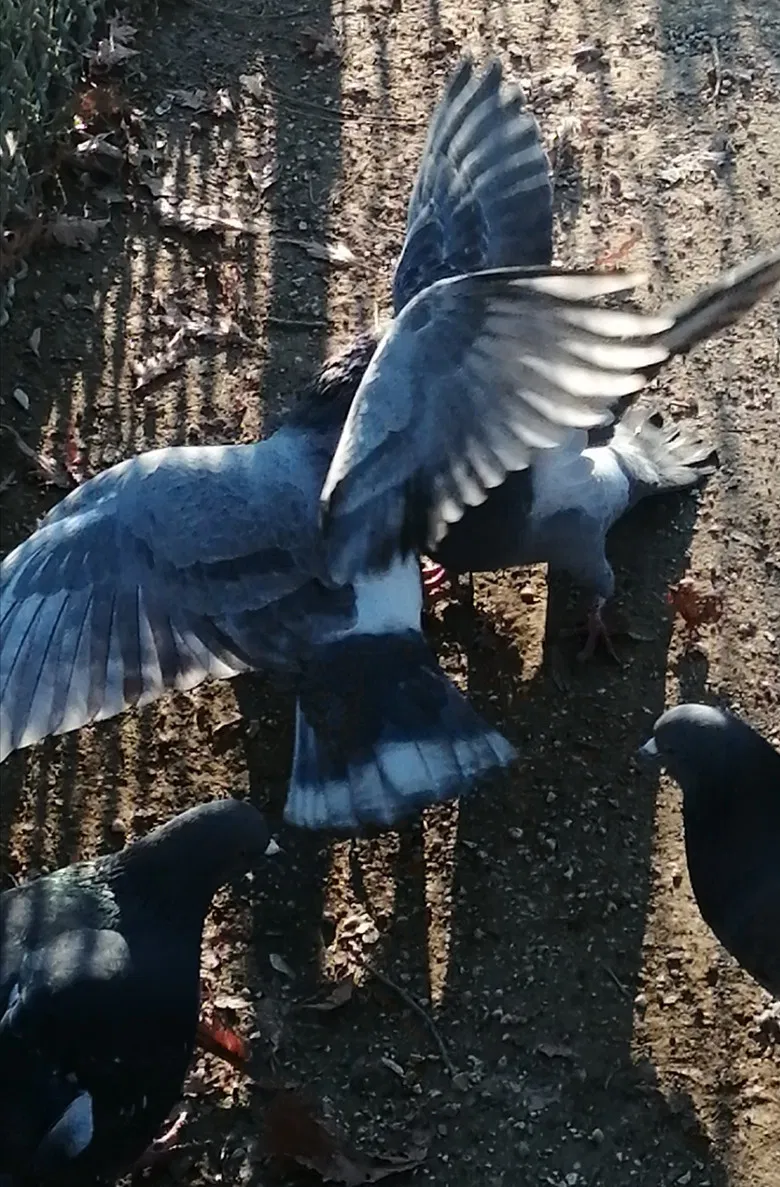 I Saw Mockingbirds laughing under the sun of Valence poster background