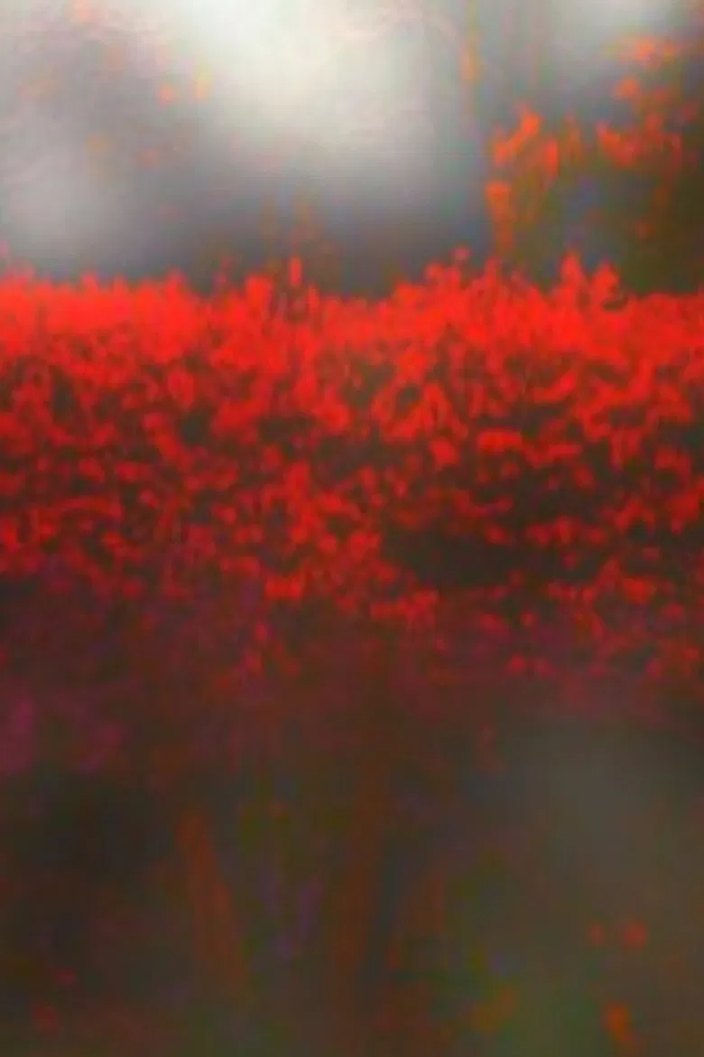 Burning Bush poster background