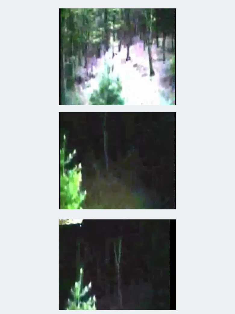 Trees poster background