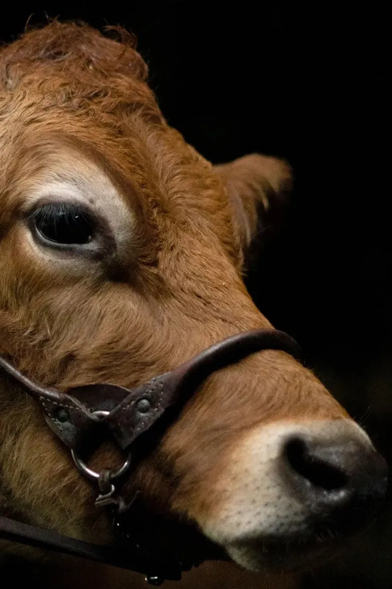 A Feeling of Home: The Making of First Cow poster background