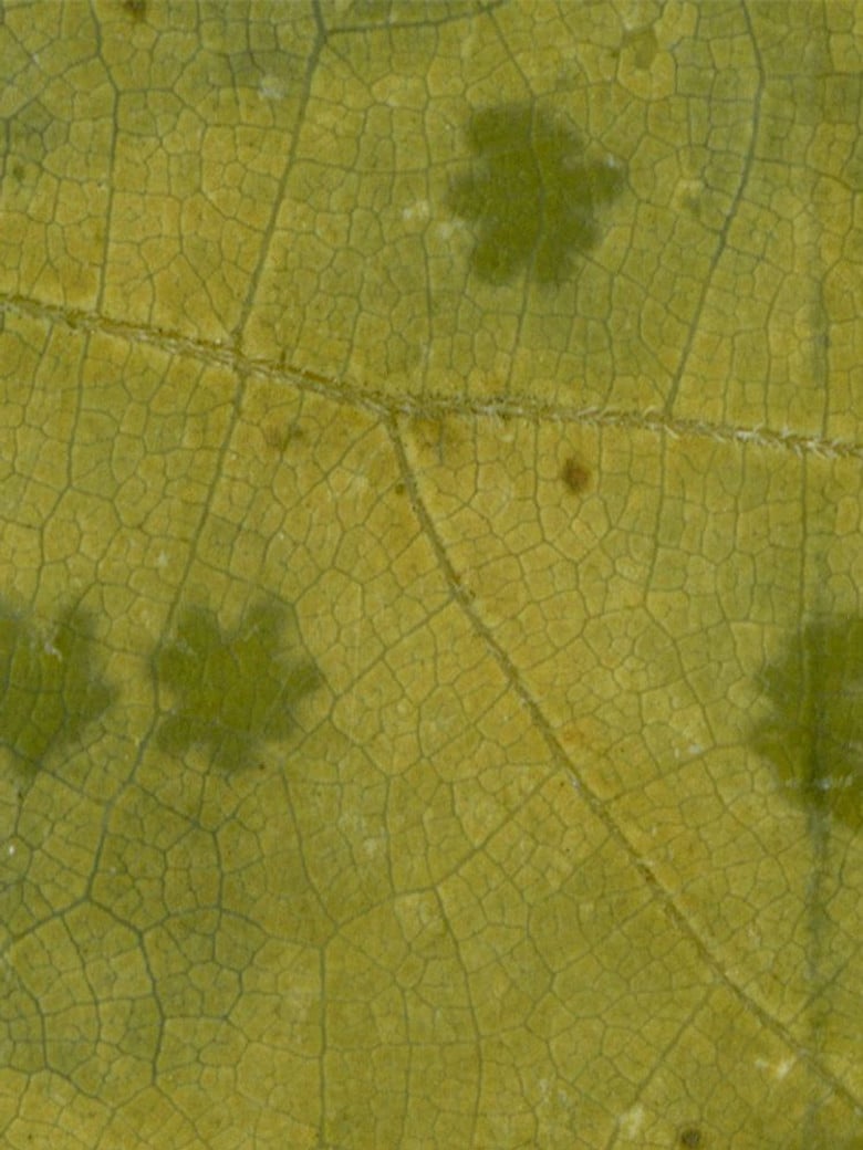 Ghost Orchard - Jessamine poster background