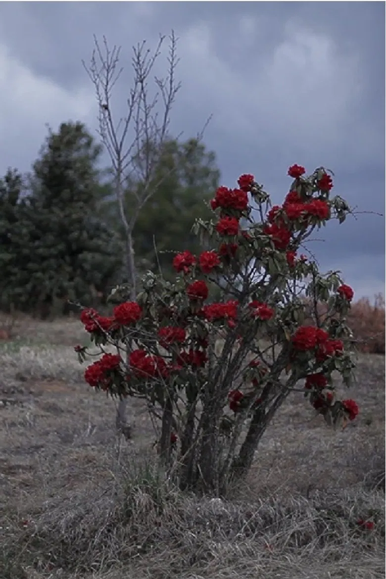 Stars of Gaomeigu poster background