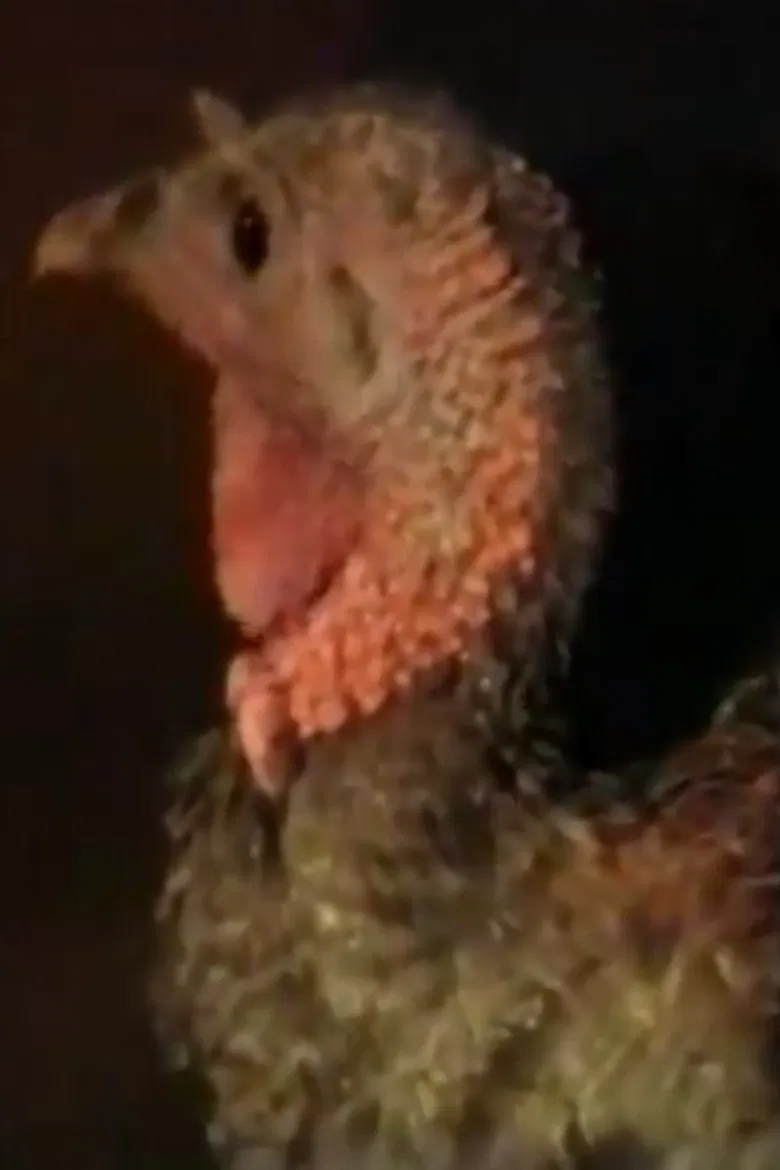 The Opening poster background