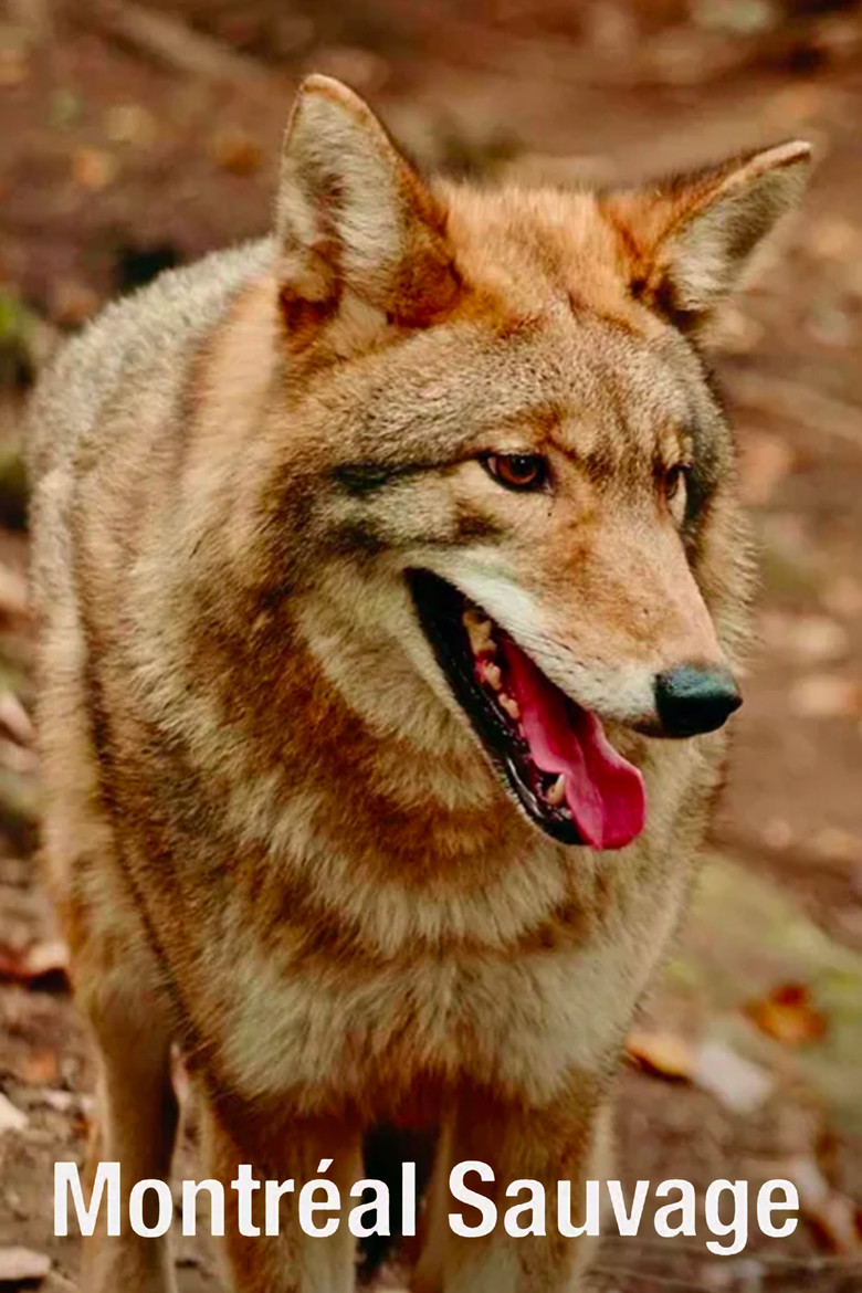 Montréal sauvage poster background