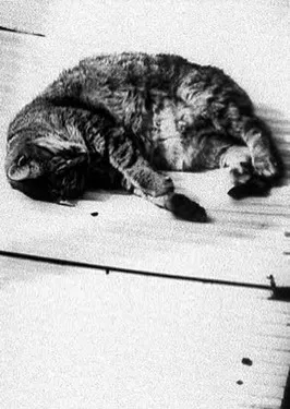 Cat poster background