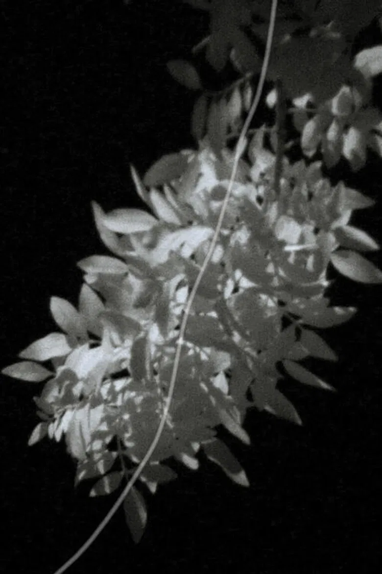 The Eyes of Summer poster background