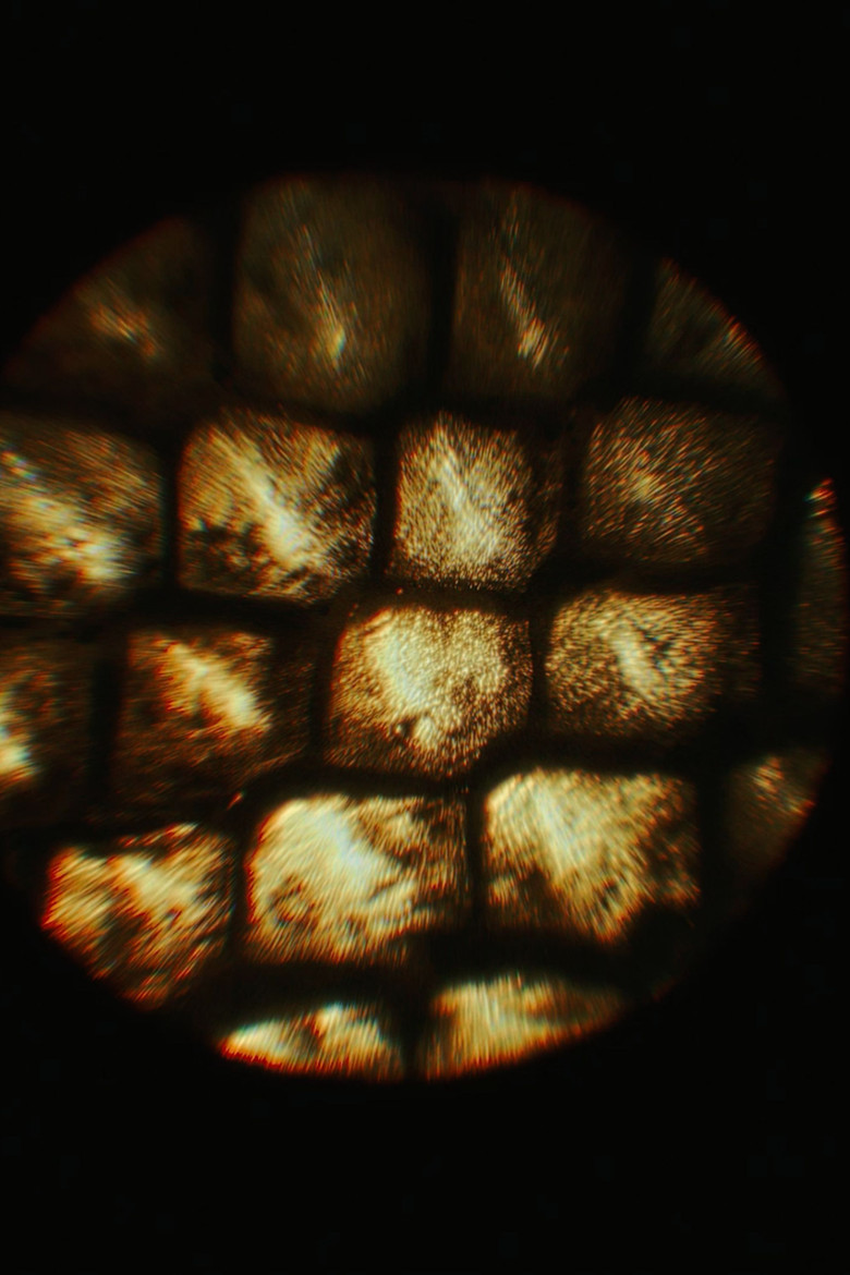 The Shedding poster background