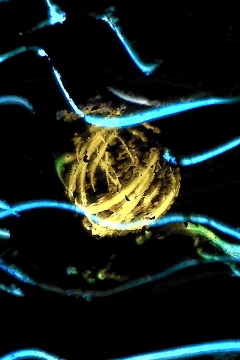 Insomnia poster background