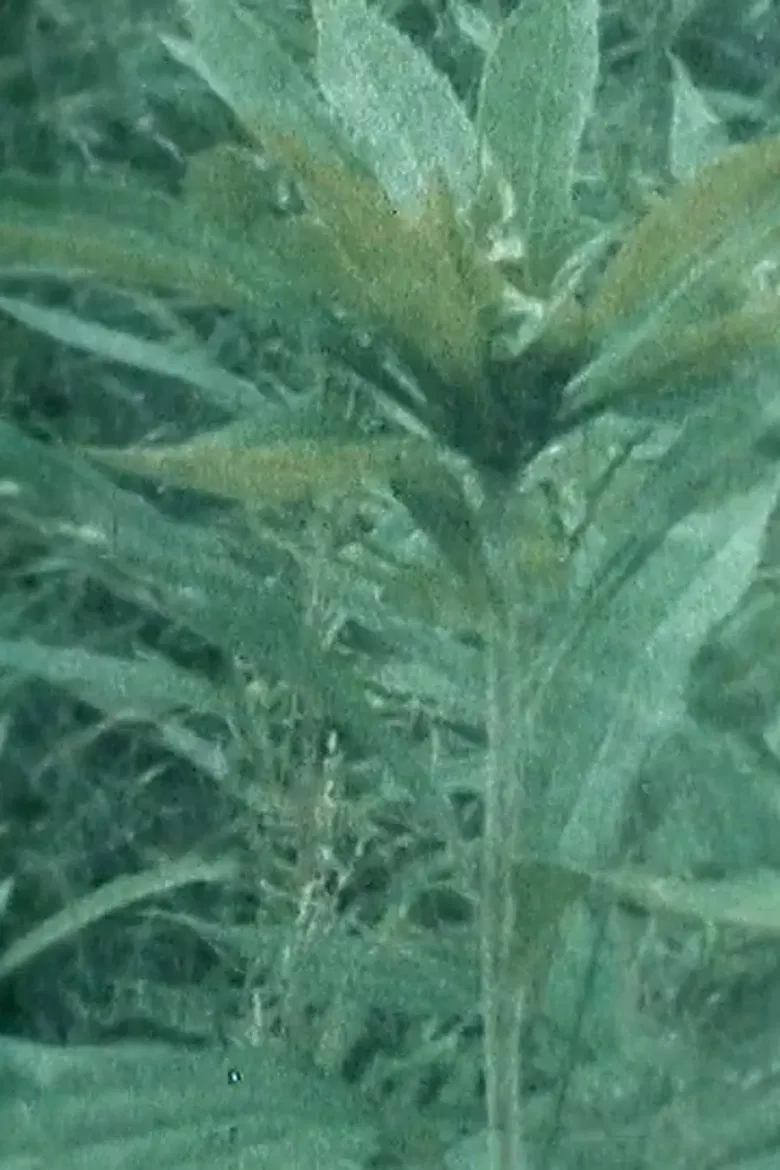 Doris' Garden poster background