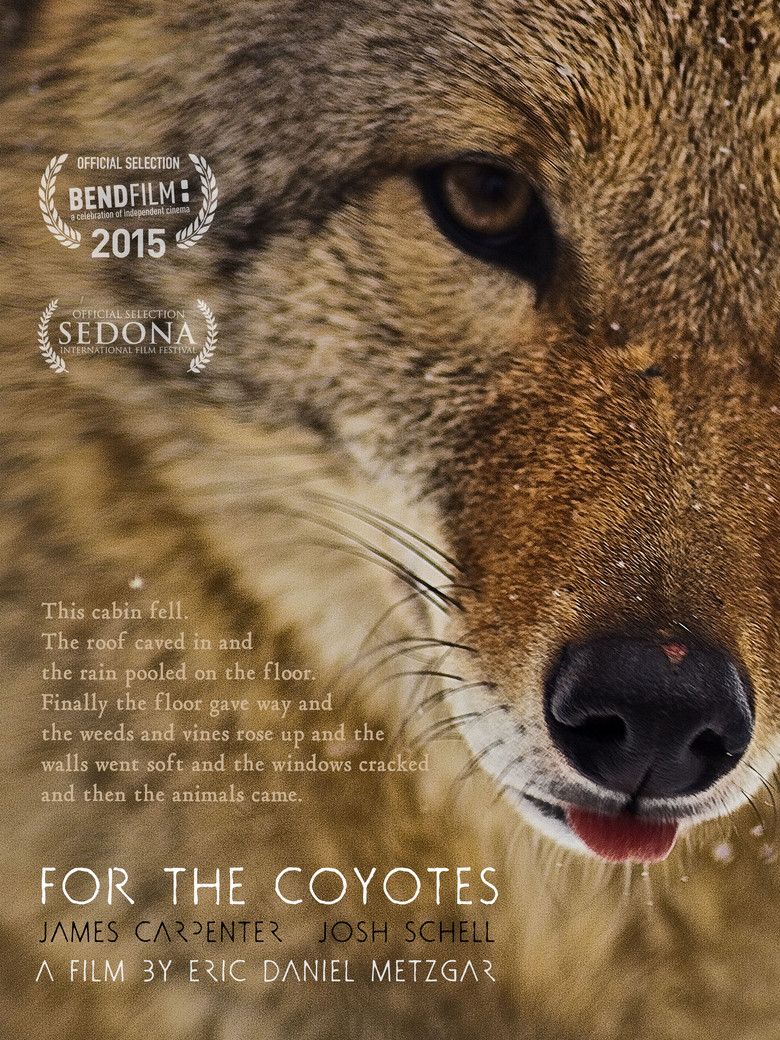 For the Coyotes poster background