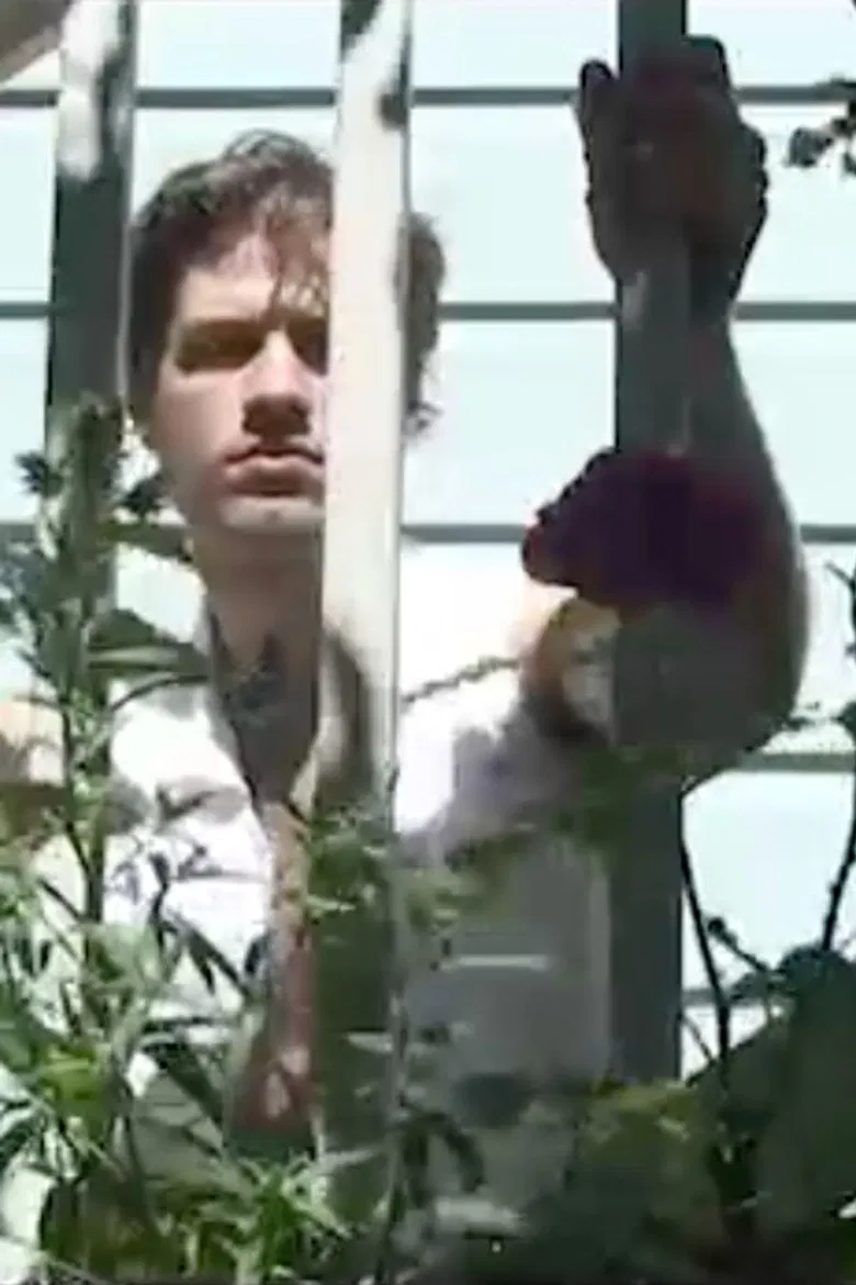 Sunkissed poster background