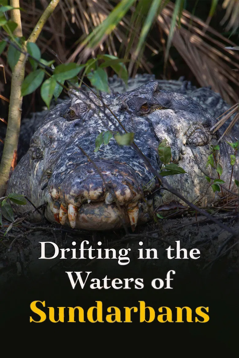 Drifting in the Waters of Sundarbans poster background