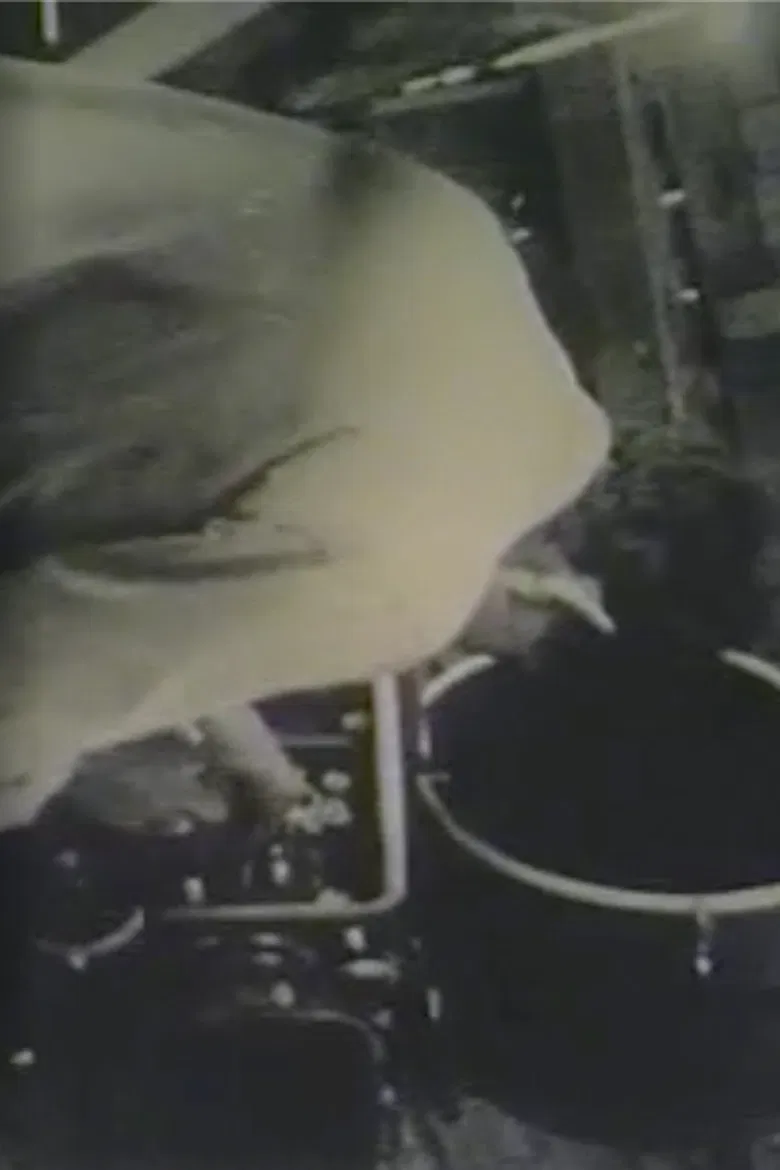 Robert Frank Films poster background