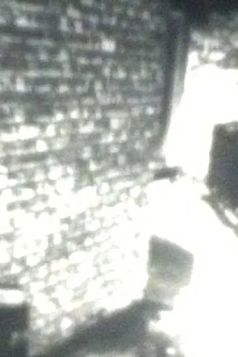 Stillness of the Garden poster background