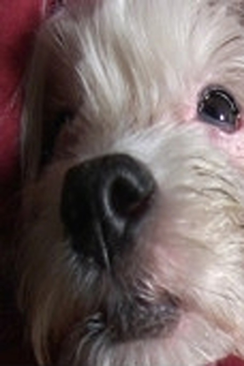 Doggy Life poster background