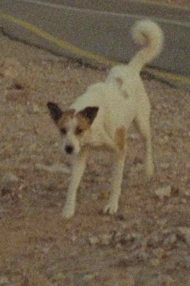 A Donkey poster background