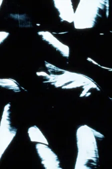 tulips are my father's favourite flower poster background