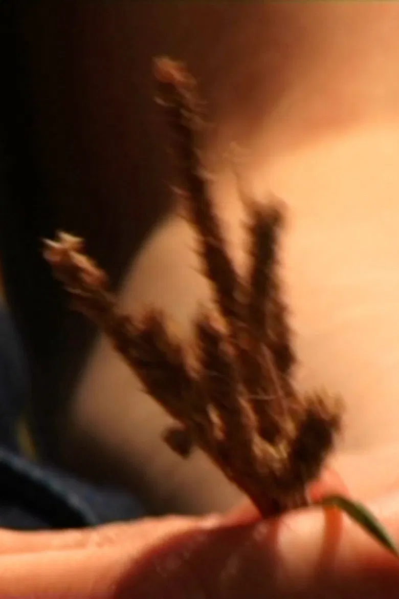 Donnez-Nous la Paix poster background