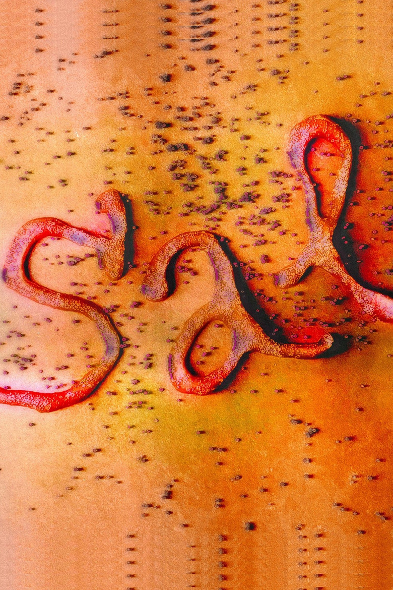 Sal poster background