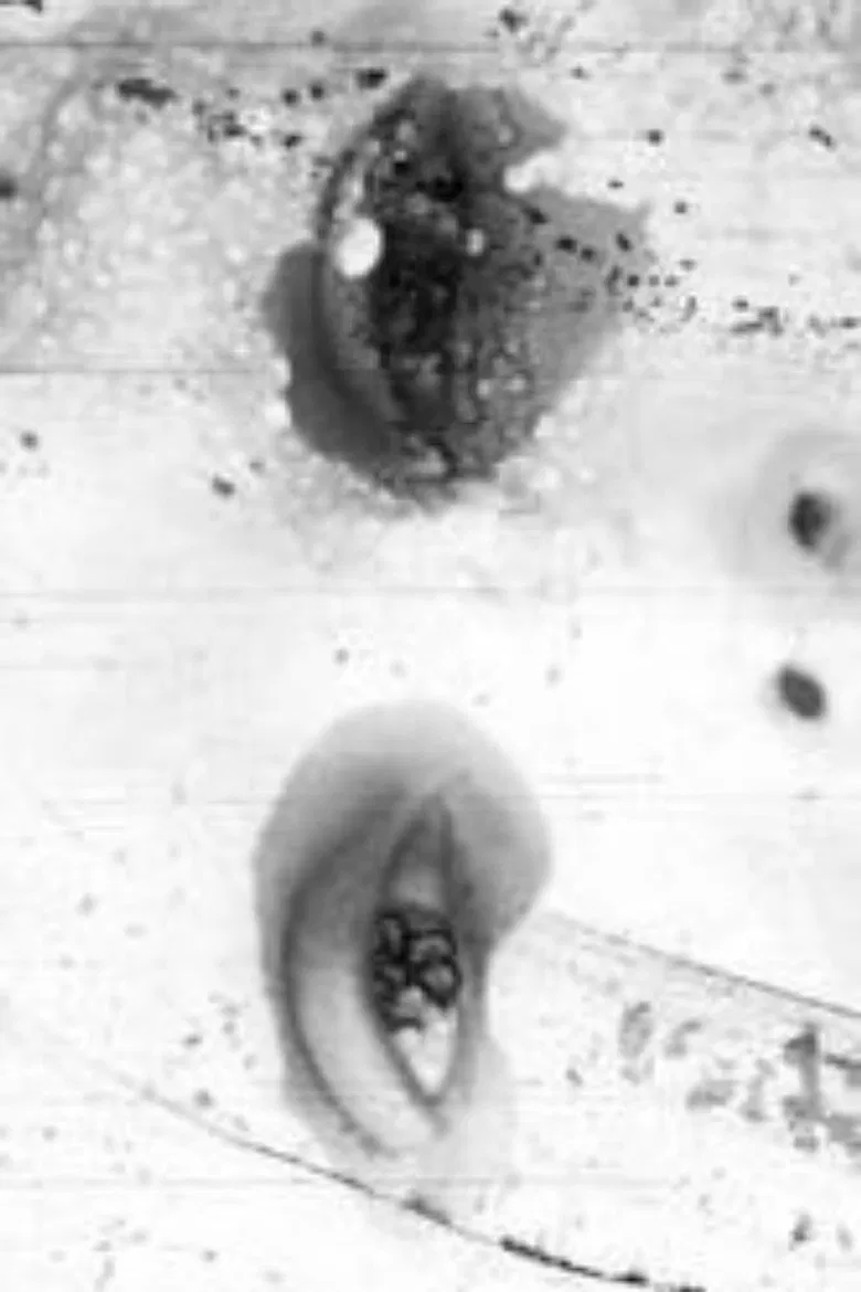 orwo foma poster background