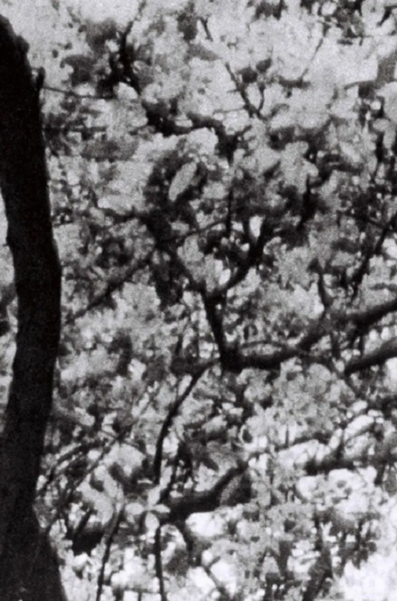 This is for Jonas Mekas poster background