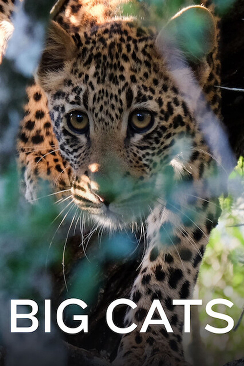 Big Cats poster background