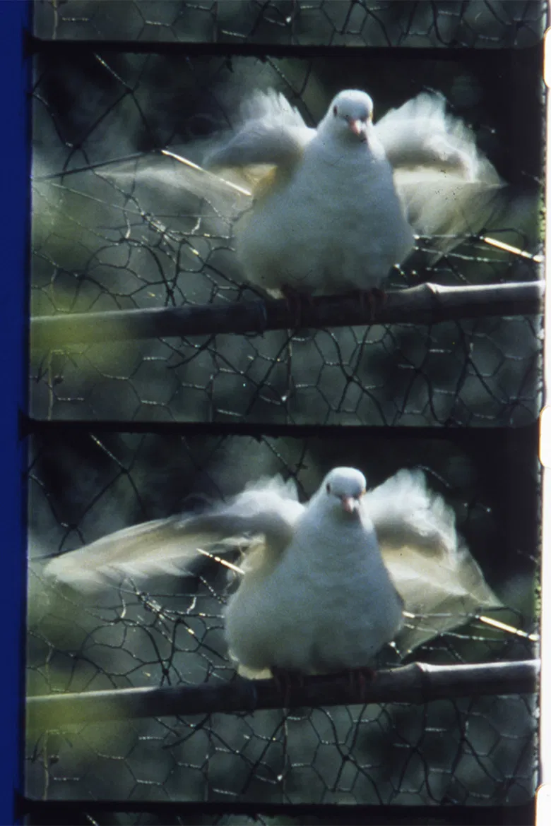 Côté jardin poster background