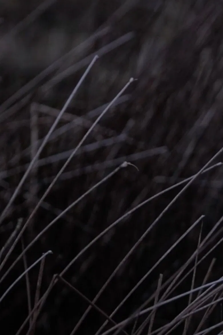 Koan V poster background