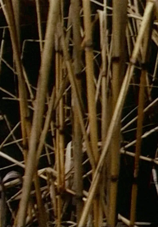 Swamp poster background