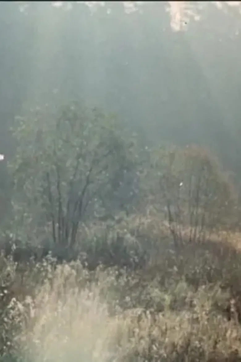 The Cherry Orchard poster background