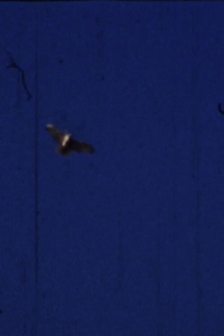 Flying Fish poster background