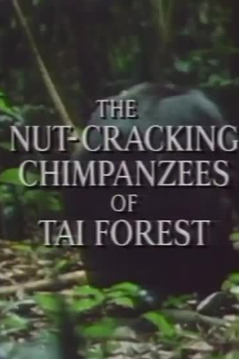 The Nut Cracking Chimpanzees of Taï Forest poster background