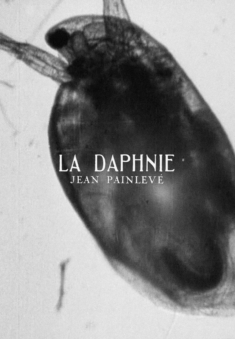 Daphnia poster background