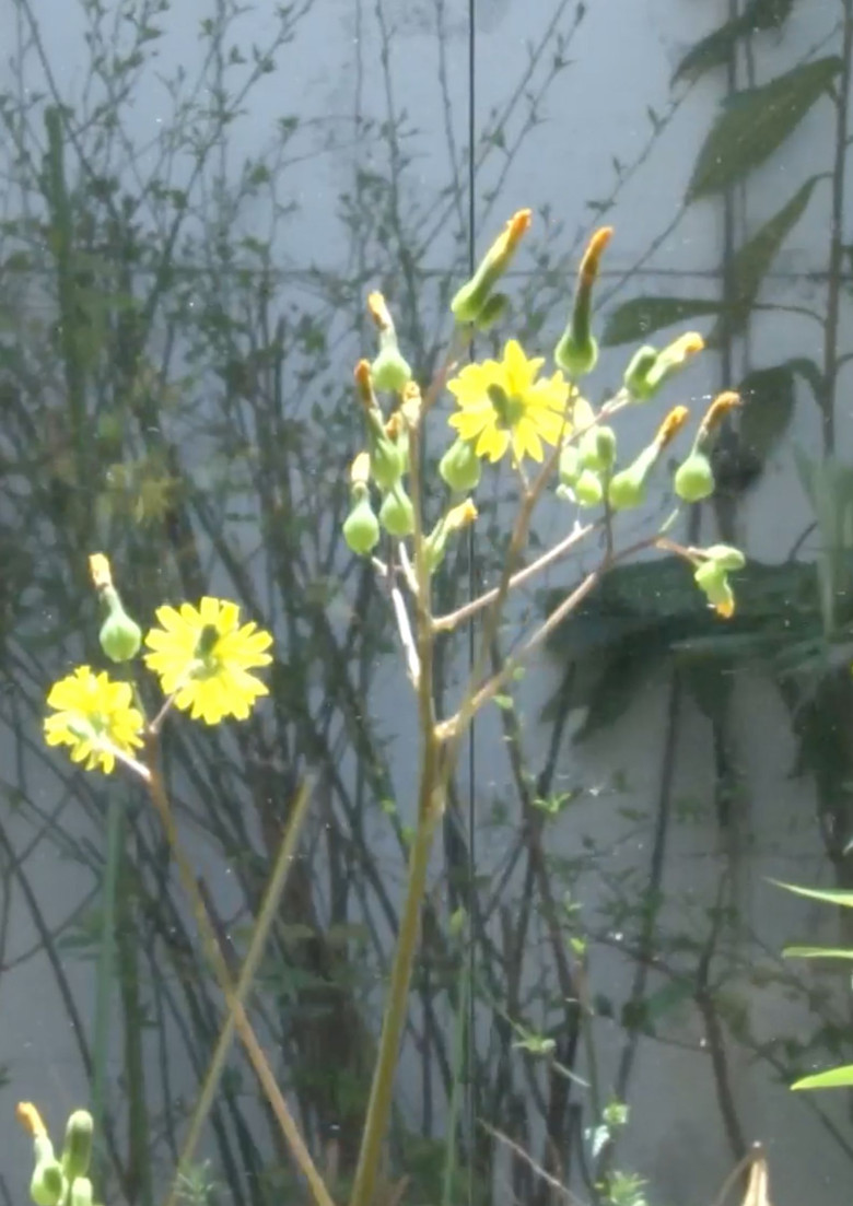 Impressions of Mr. Shirouyasu poster background