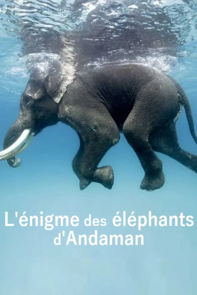 L'énigme des éléphants d'Andaman poster background